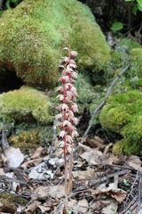 Corallorhiza striata