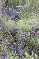 Euryops abrotanifolius