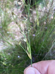 Juncus capensis