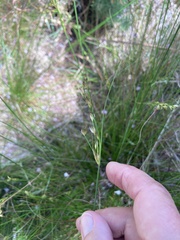 Juncus capensis