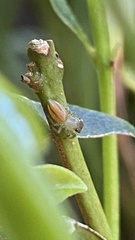 Ilargus coccineus