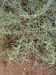 Talinum aurantiacum