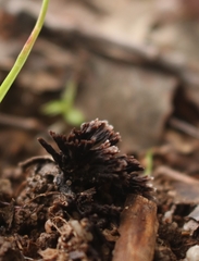 Thelephora caryophyllea