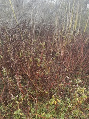 Eriogonum parvifolium