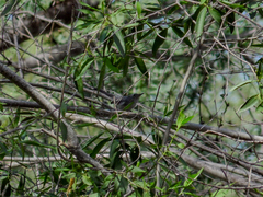 Polioptila