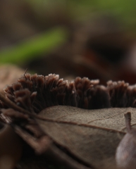 Thelephora caryophyllea