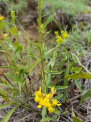 Solidago nitida