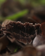Thelephora caryophyllea