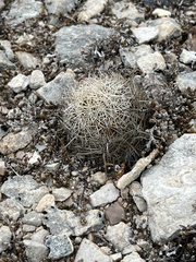 Coryphantha echinus