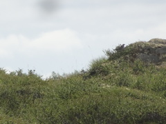 Turdus pilaris