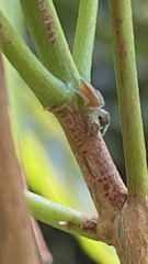 Ilargus coccineus