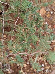 Mimosa aculeaticarpa