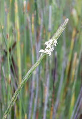 Struthiola