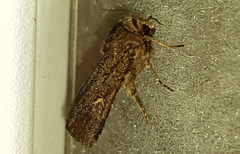 Proteuxoa tetronycha