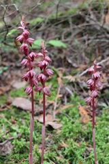 Corallorhiza striata
