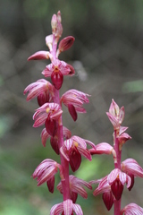 Corallorhiza striata