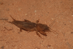 Neocurtilla hexadactyla