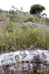 Struthiola