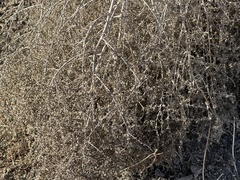 Salsola tragus