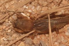 Neocurtilla hexadactyla