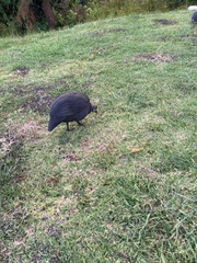 Numida meleagris coronatus