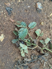 Rhynchosida physocalyx