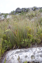 Restionaceae