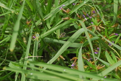 Anthidium maculifrons