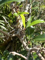 Drymaeus multilineatus