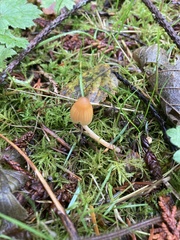 Galerina semilanceata