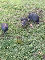 Numida meleagris coronatus