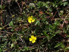 Potentilla anglica