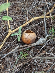 Cucurbita foetidissima