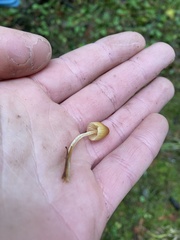 Galerina semilanceata