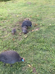 Numida meleagris coronatus