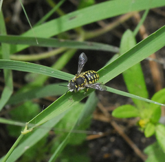 Anthidium maculifrons