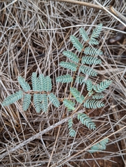 Hoffmannseggia glauca