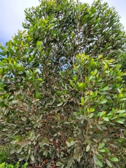 Eucalyptus conferruminata