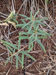 Talinum aurantiacum
