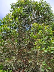Eucalyptus conferruminata