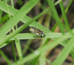 Anthidium maculifrons