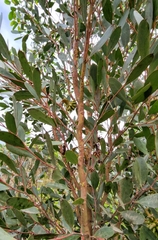 Eucalyptus conferruminata