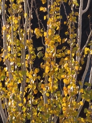 Populus alba
