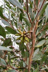 Eucalyptus conferruminata