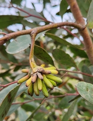Eucalyptus conferruminata