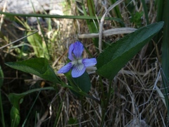 Viola canina
