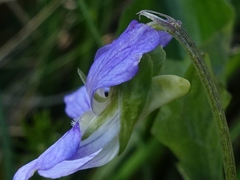 Viola canina