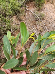 Eucalyptus conferruminata