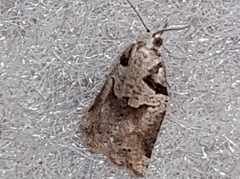 Harmologa amplexana
