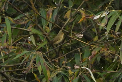 Phylloscopus collybita